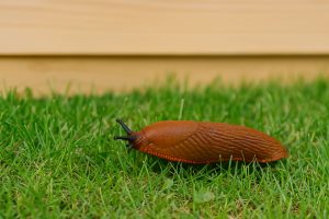 Två mördarsniglar på en grön bladkant i en trädgård.